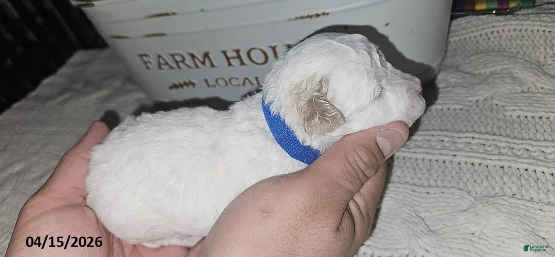 Toy Poodle dogs for sale: Buddy - Ad 2