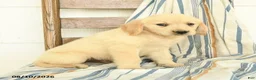 Golden Retriever dogs for sale: Joshua - Ad 3