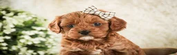 Cavapoo dogs for sale: Haven - Ad 3