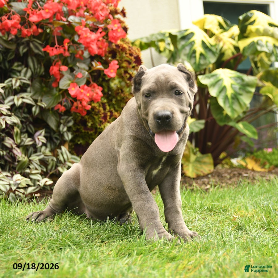 Cane Corso dogs Lucy  - Ad 2