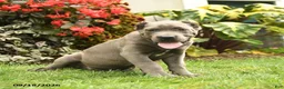 Cane Corso dogs for sale: Lucy  - Ad 2