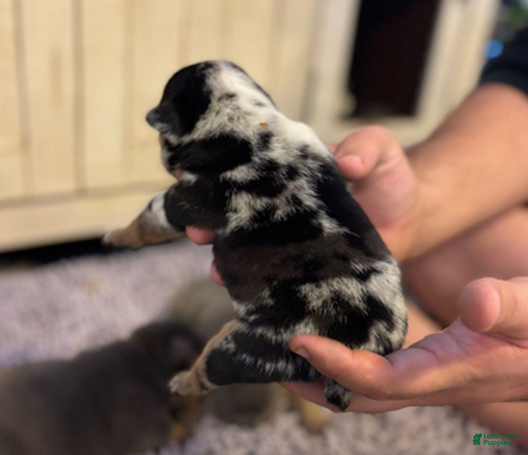 English Bulldog dogs for sale: Kobe - Ad 1
