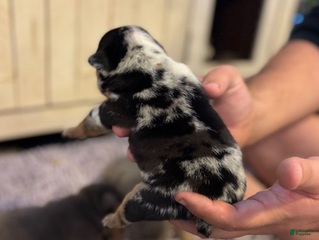 English Bulldog dogs Kobe - Ad 11