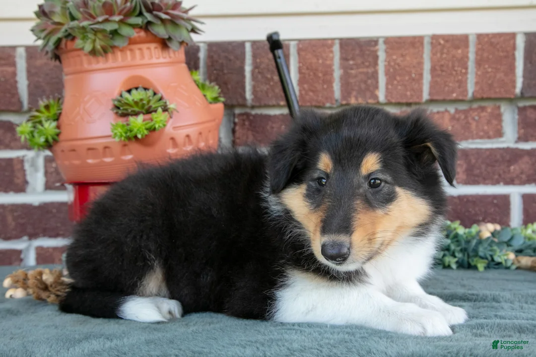 Collie dogs for sale: Rose - Ad 2