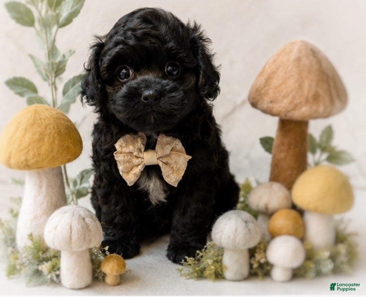 Shihpoo dogs Louie - Ad 1
