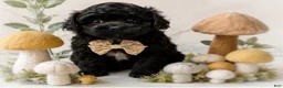 Shihpoo dogs for sale: Louie - Ad 1