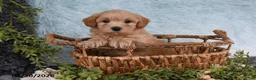 Havapoo dogs for sale: Sparkle - Ad 5
