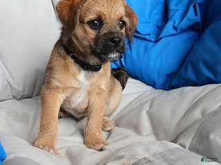 Puggle dogs Shadow - Ad 7