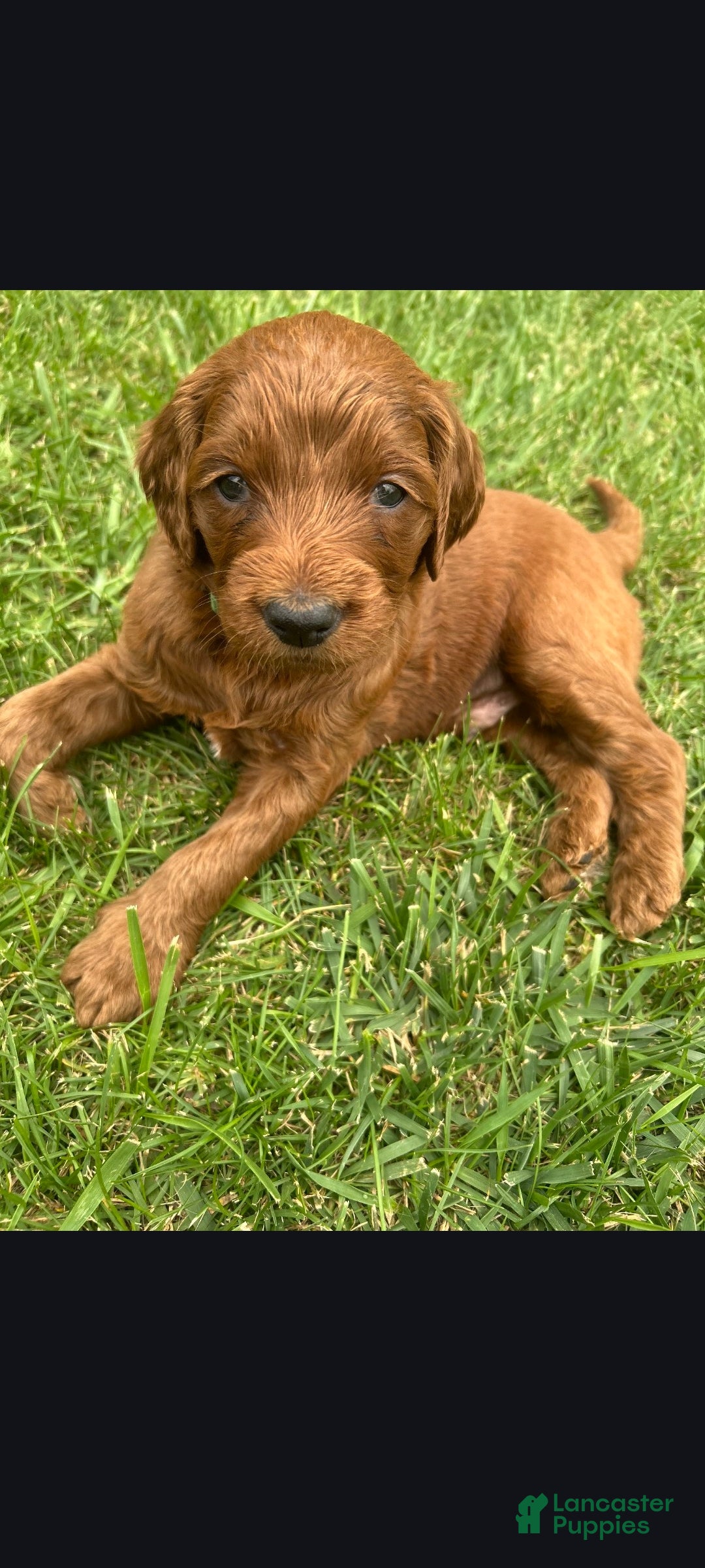 Goldendoodle dogs Jake - Ad 6