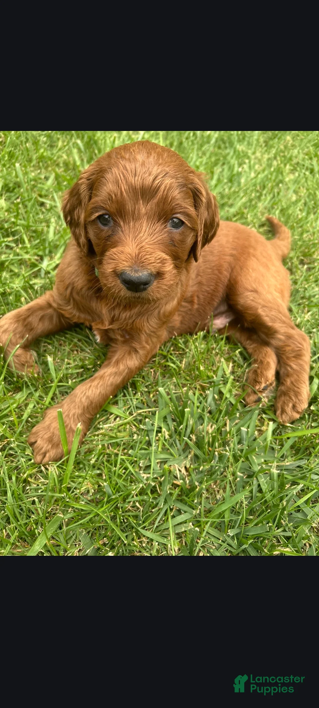 Goldendoodle dogs for sale: Jake - Ad 1