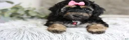 Maltipoo dogs for sale: Cove - Ad 6