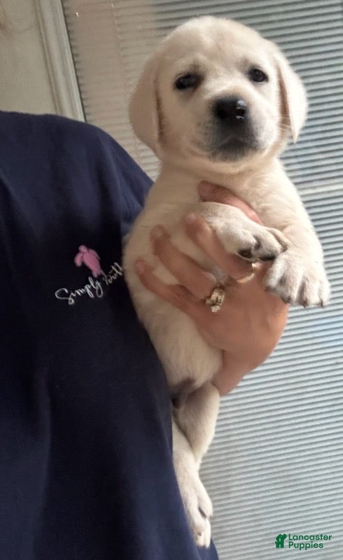Labrador Retriever dogs for sale: Benny_Male - Ad 2