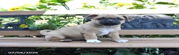 Jug dogs for sale: Callie - Ad 3