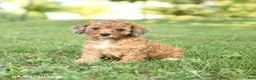 Miniature Poodle dogs for sale: Cookie - Ad 4