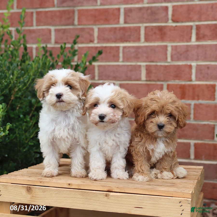 Maltipoo dogs Norah - Ad 2