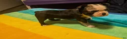 Frenchton dogs for sale: Jacqueline - Ad 3
