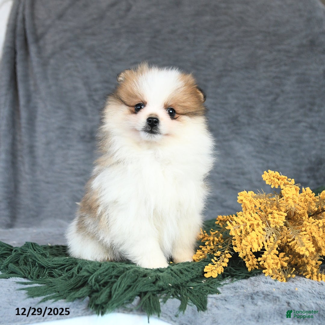 Pomeranian dogs for sale: Emerald - Ad 2