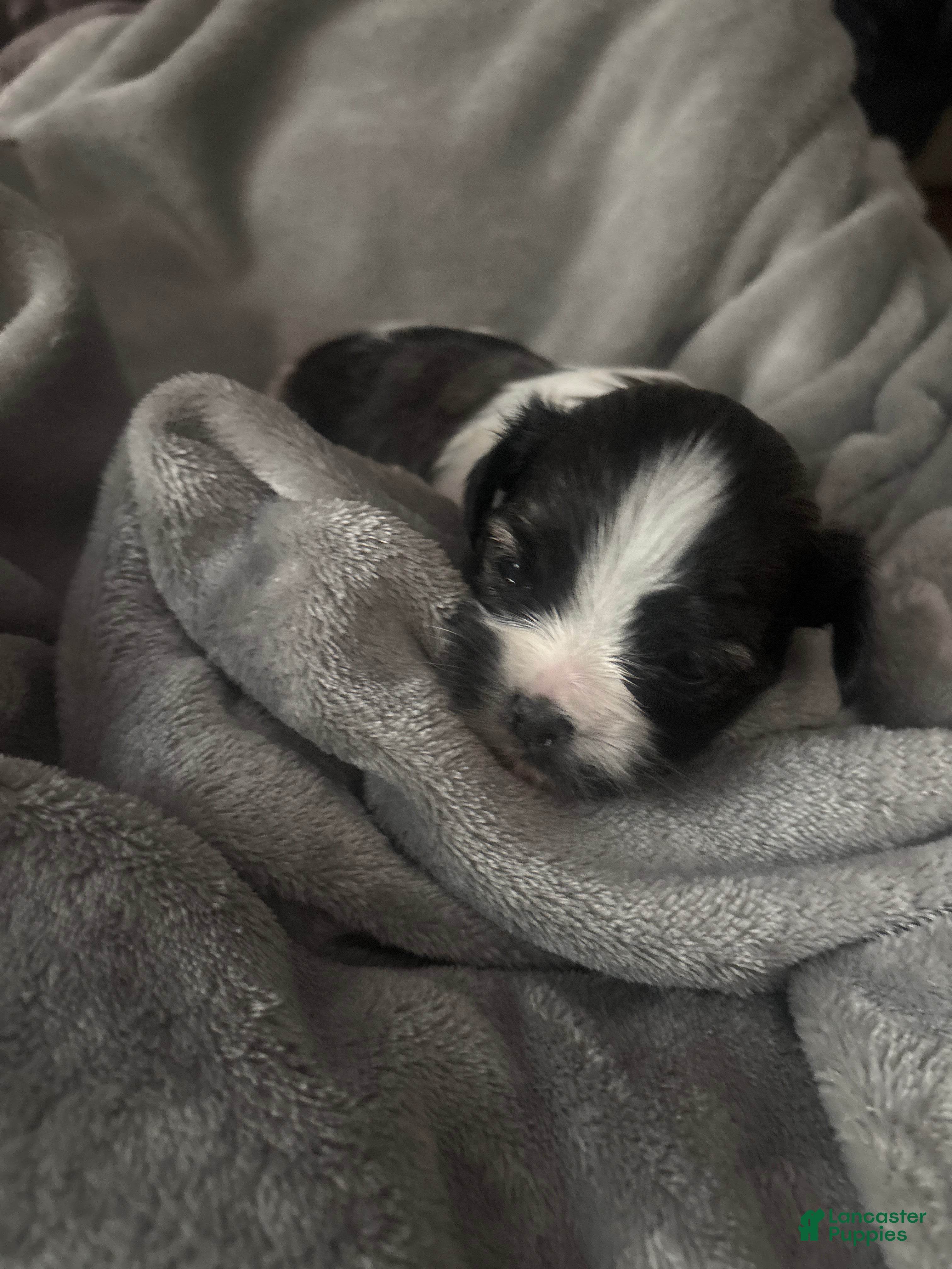 Mixed Breed dogs Mixed Breed Puppy 1  - Ad 40