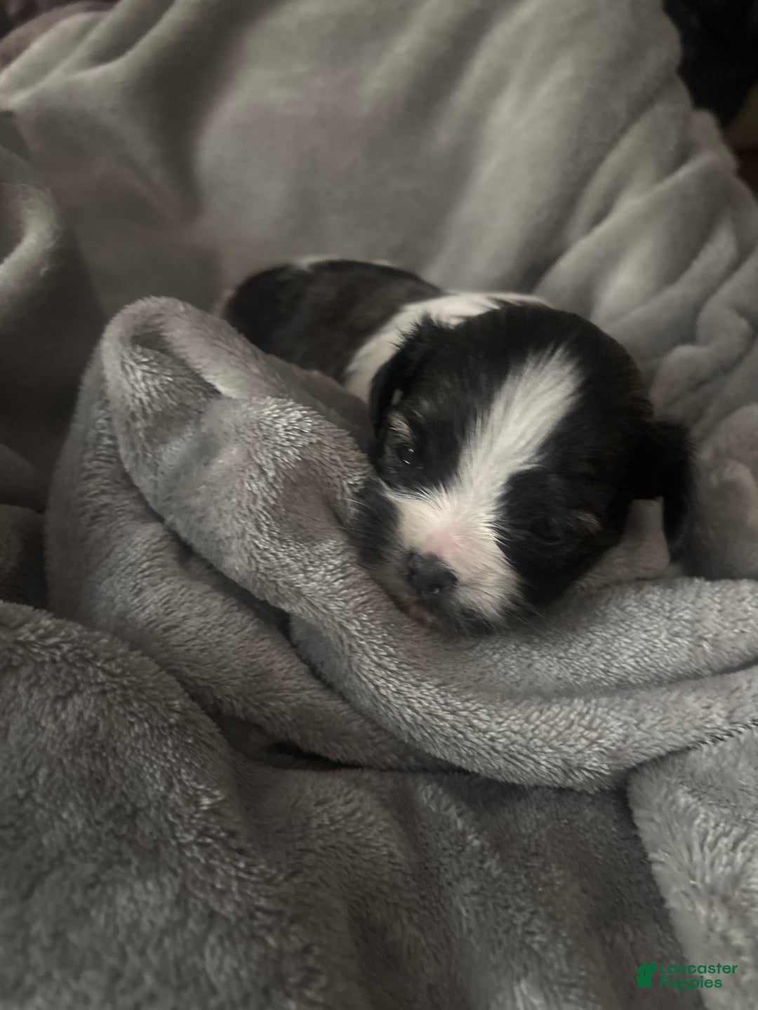 Mixed Breed dogs for sale: Mixed Breed Puppy 1  - Ad 1