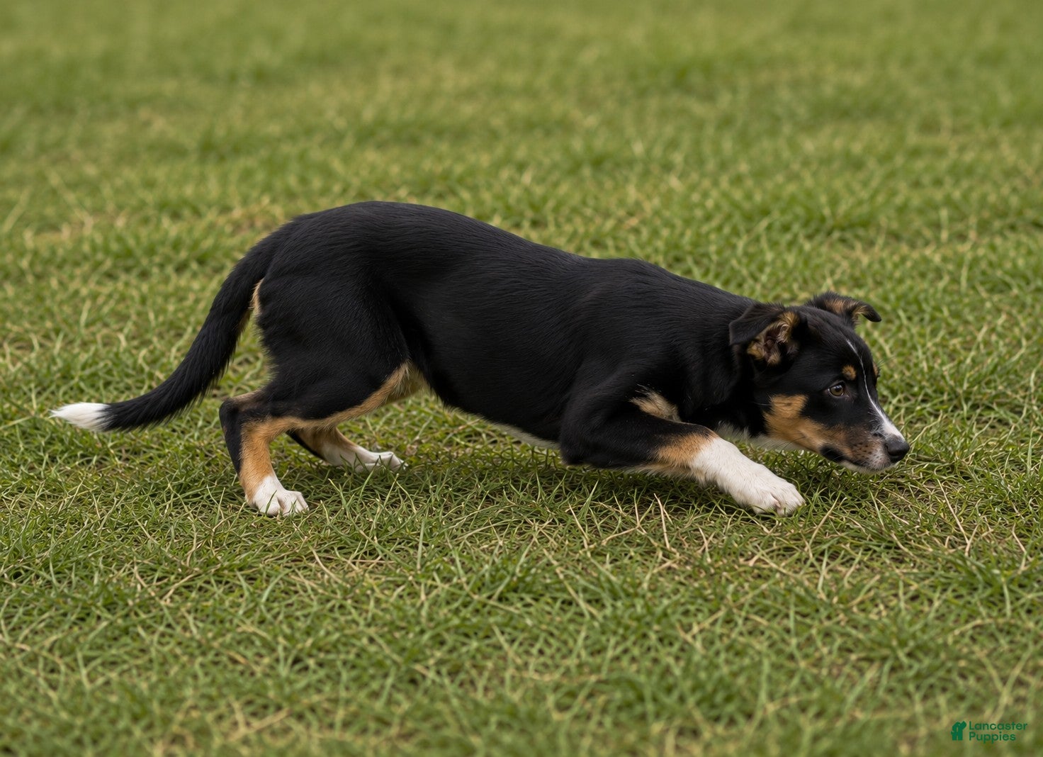 Border Collie dogs Border Collie 2 - Ad 34