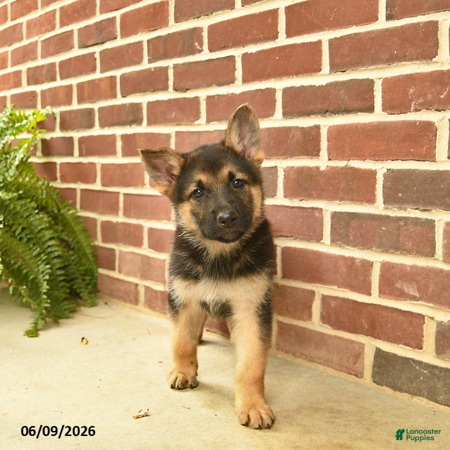 German Shepherd dogs Beauty - Ad 2