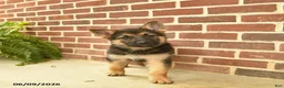 German Shepherd dogs for sale: Beauty - Ad 2