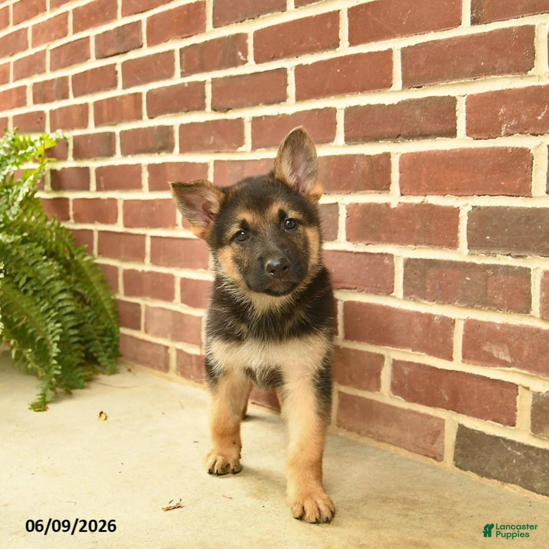 German Shepherd dogs for sale: Beauty - Ad 2