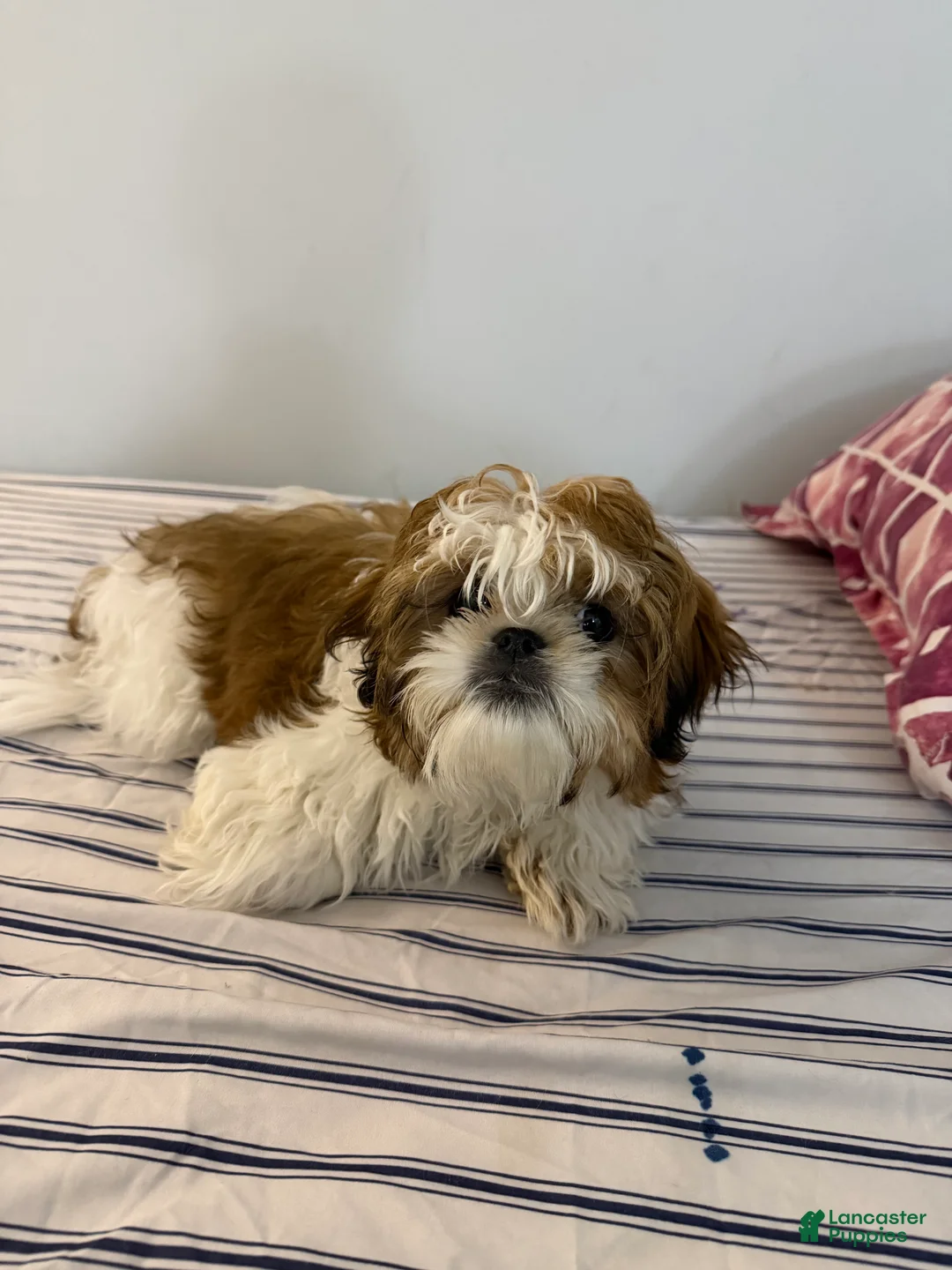 Shih Tzu dogs for sale: Male Shih Tzu Male Shih Tzu Puppy – 4 Months – Ready to Go Home (Watson) - Ad 1