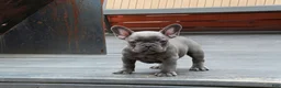 French Bulldog dogs for sale: Bentley Blue - Ad 5