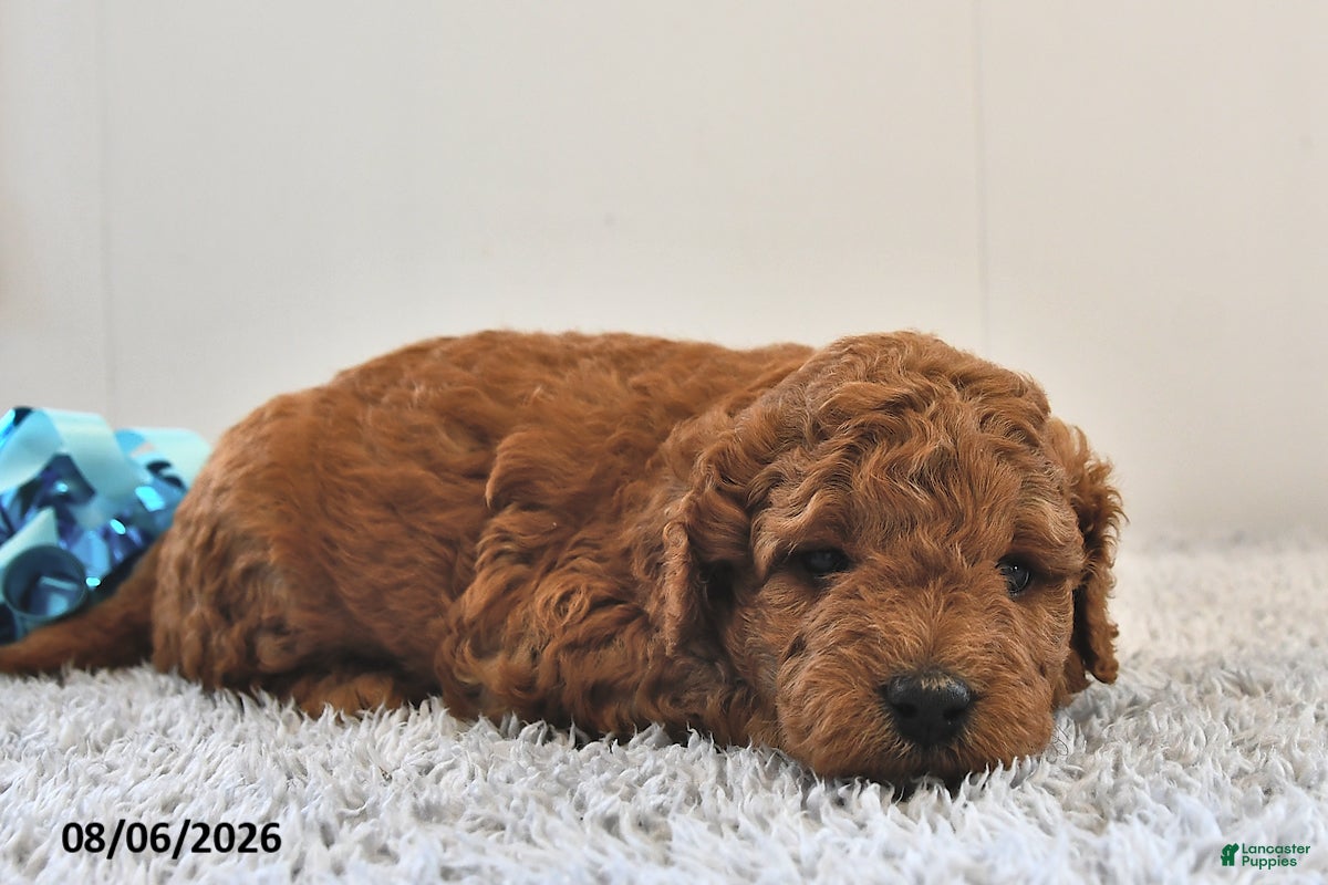 Mini Goldendoodle dogs Oliver - Ad 1