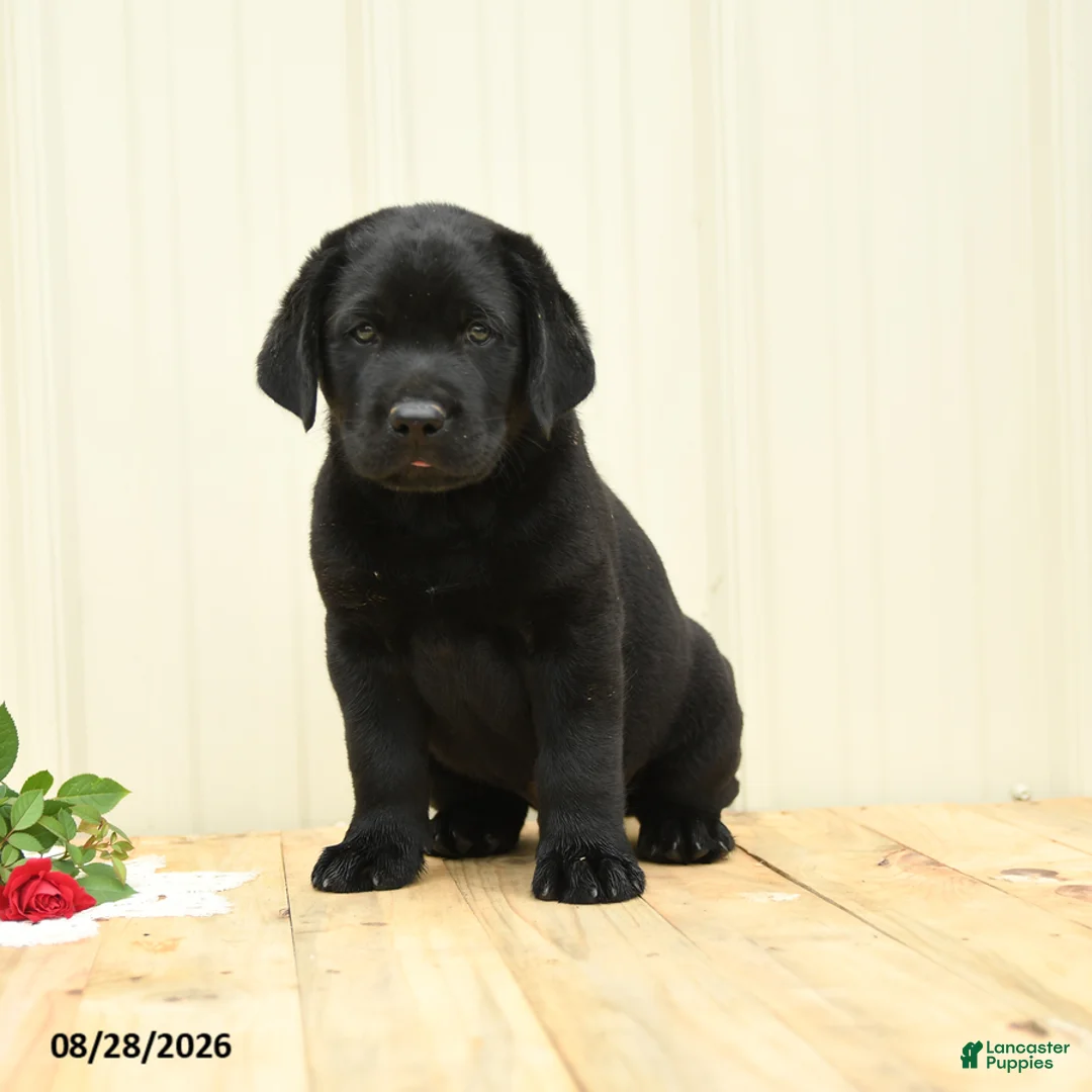 Labrador Retriever dogs for sale: Scout - Ad 5