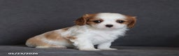 Cavalier King Charles Spaniel dogs for sale: Isaiah - Ad 5