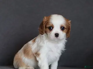 Cavalier King Charles Spaniel dogs Isaiah - Ad 13
