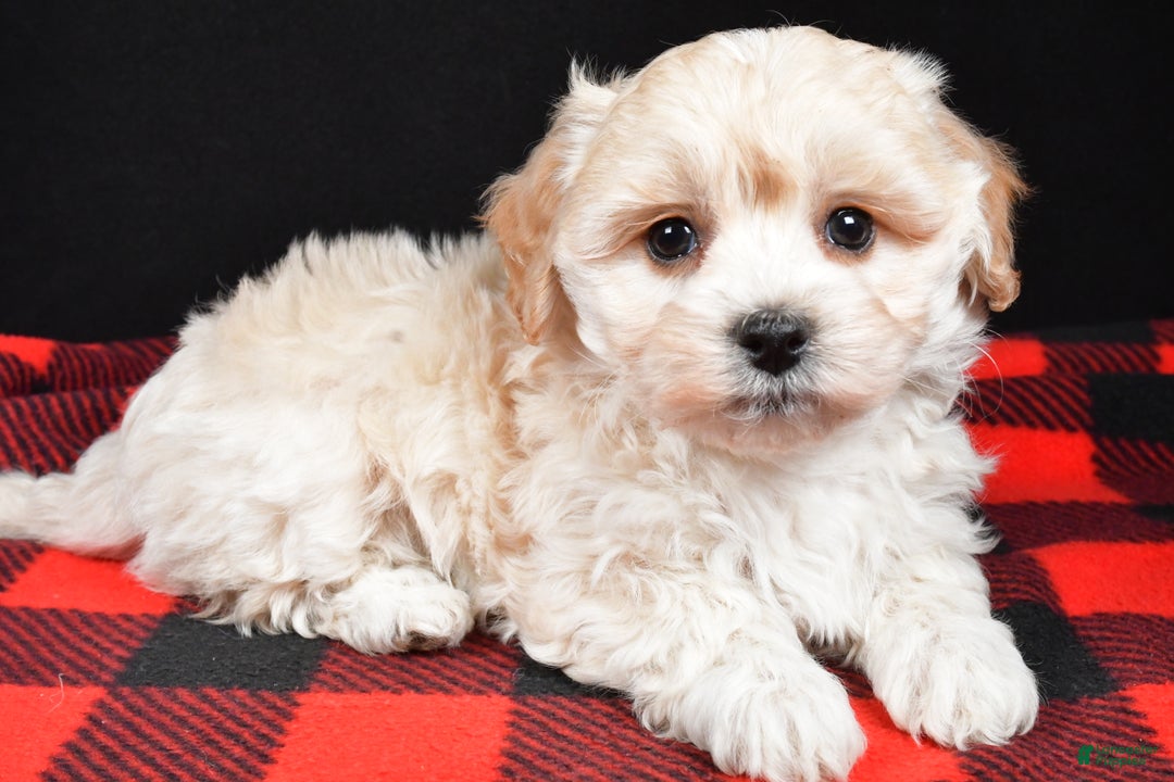 Maltipoo dogs for sale: Finley - Ad 2