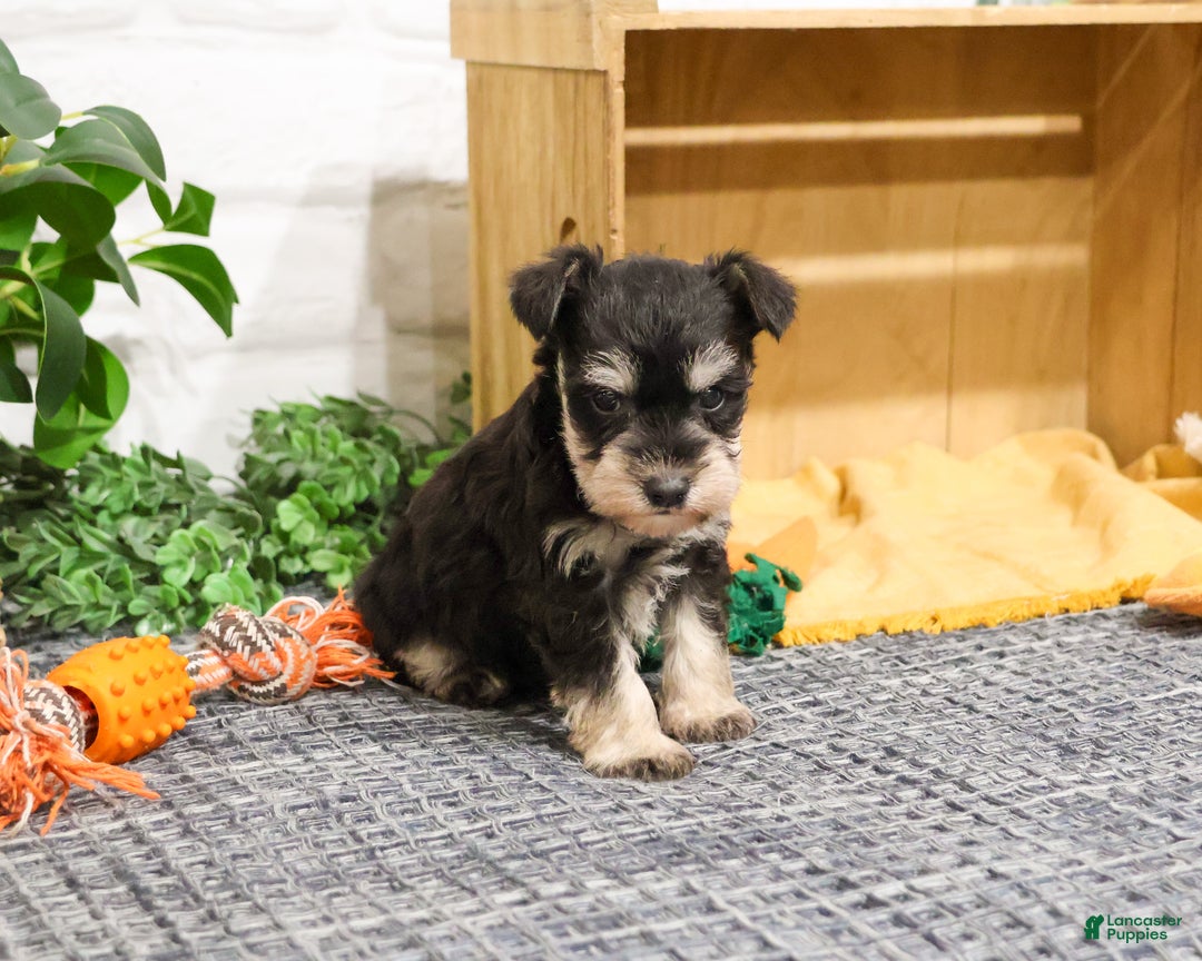 Miniature Schnauzer dogs for sale: Fernando - Ad 2