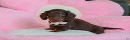 Miniature Dachshund dogs for sale: Skye - Ad 6