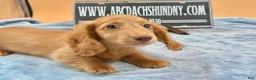 Miniature Dachshund dogs for sale: Ch Bred S.African/russian akc - Ad 4