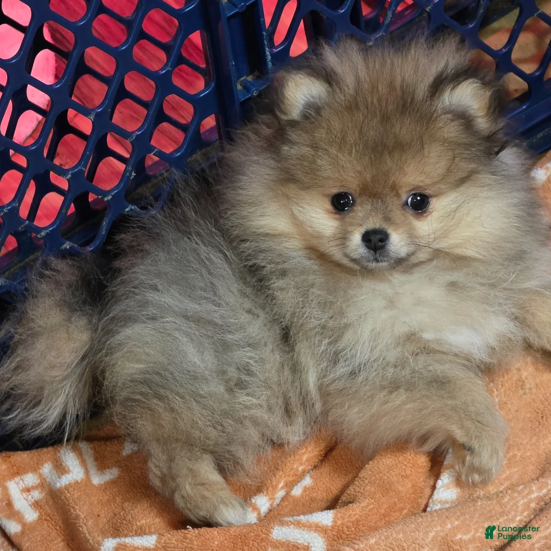 Pomeranian dogs for sale: Pomeranian Puppy 1 - Ad 5