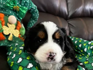 Bernese Mountain Dog dogs Bert - Ad 41