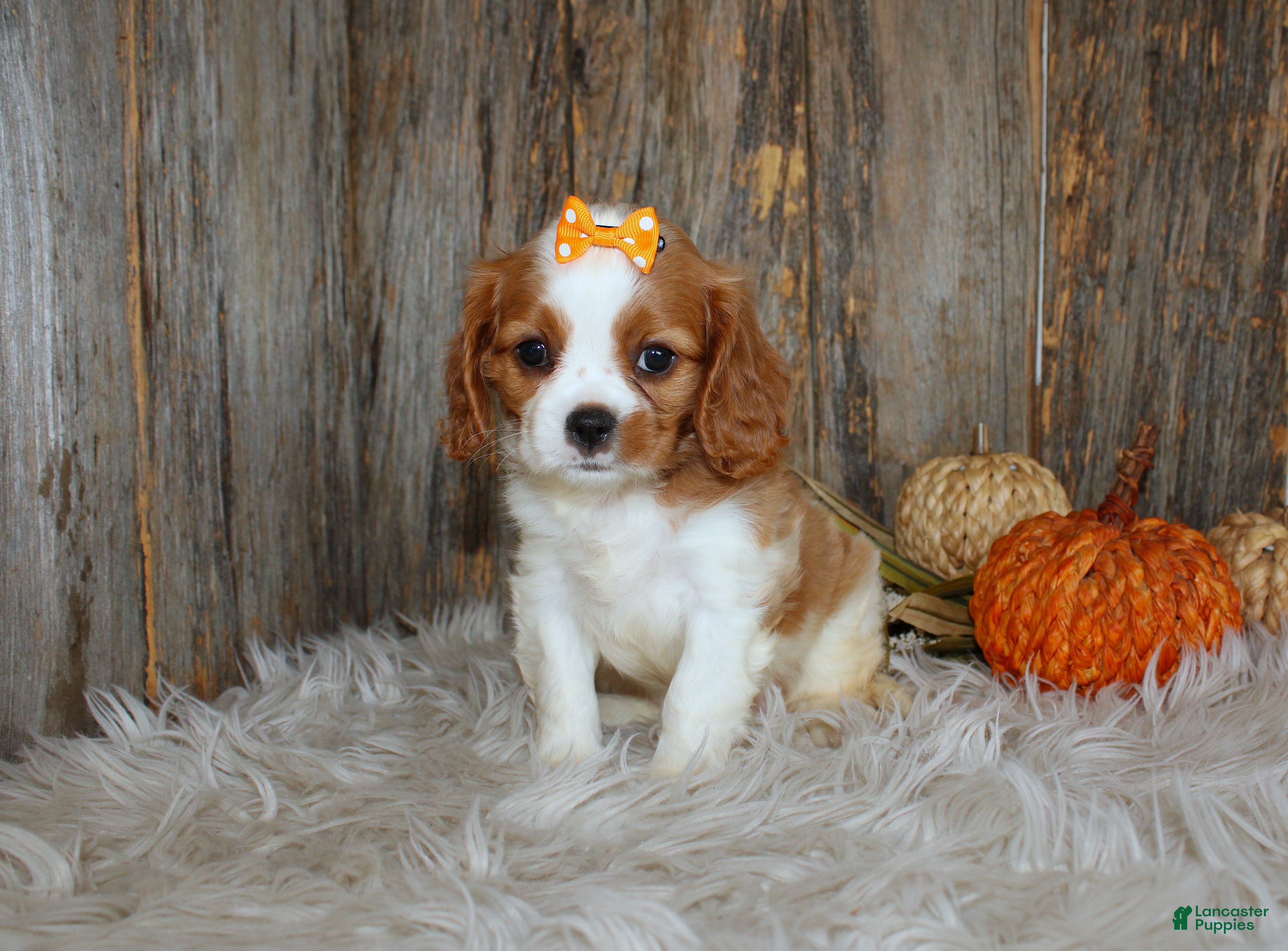Cavalier King Charles Spaniel dogs for sale: Regina - Ad 1