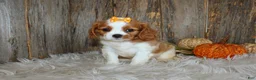 Cavalier King Charles Spaniel dogs for sale: Regina - Ad 1