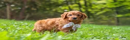 Goldendoodle dogs for sale: Baxter - Ad 4