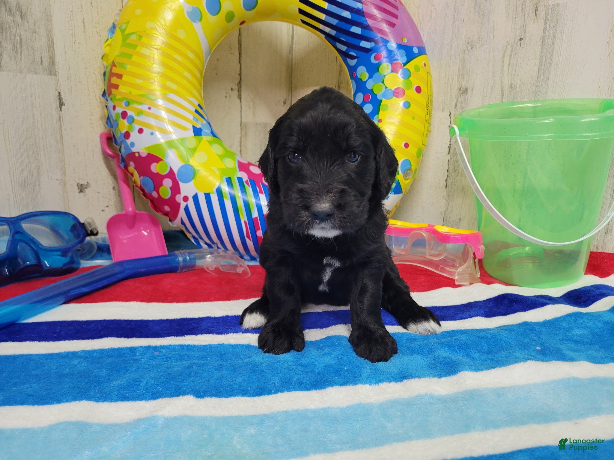 Goldendoodle dogs F1 SweetPea - Ad 31