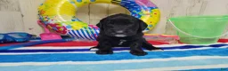 Goldendoodle dogs for sale: F1 SweetPea - Ad 2