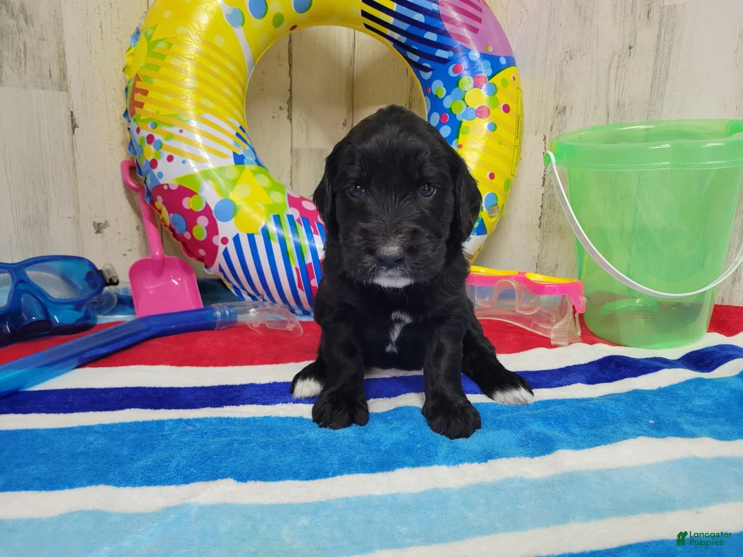 Goldendoodle dogs for sale: F1 SweetPea - Ad 2