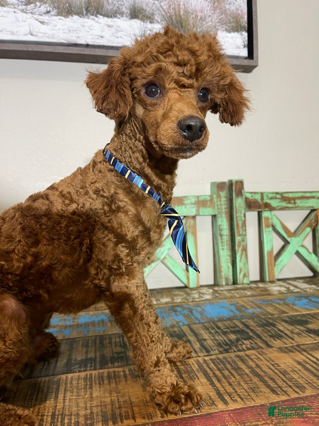 Miniature Poodle dogs for sale: Akc Clear Red Boy Bentley - Ad 4