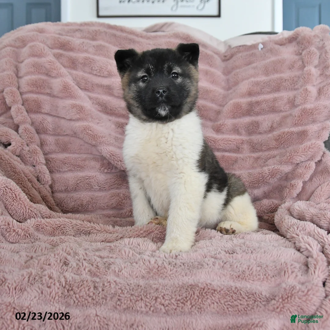Akita dogs for sale: Flash - Ad 2