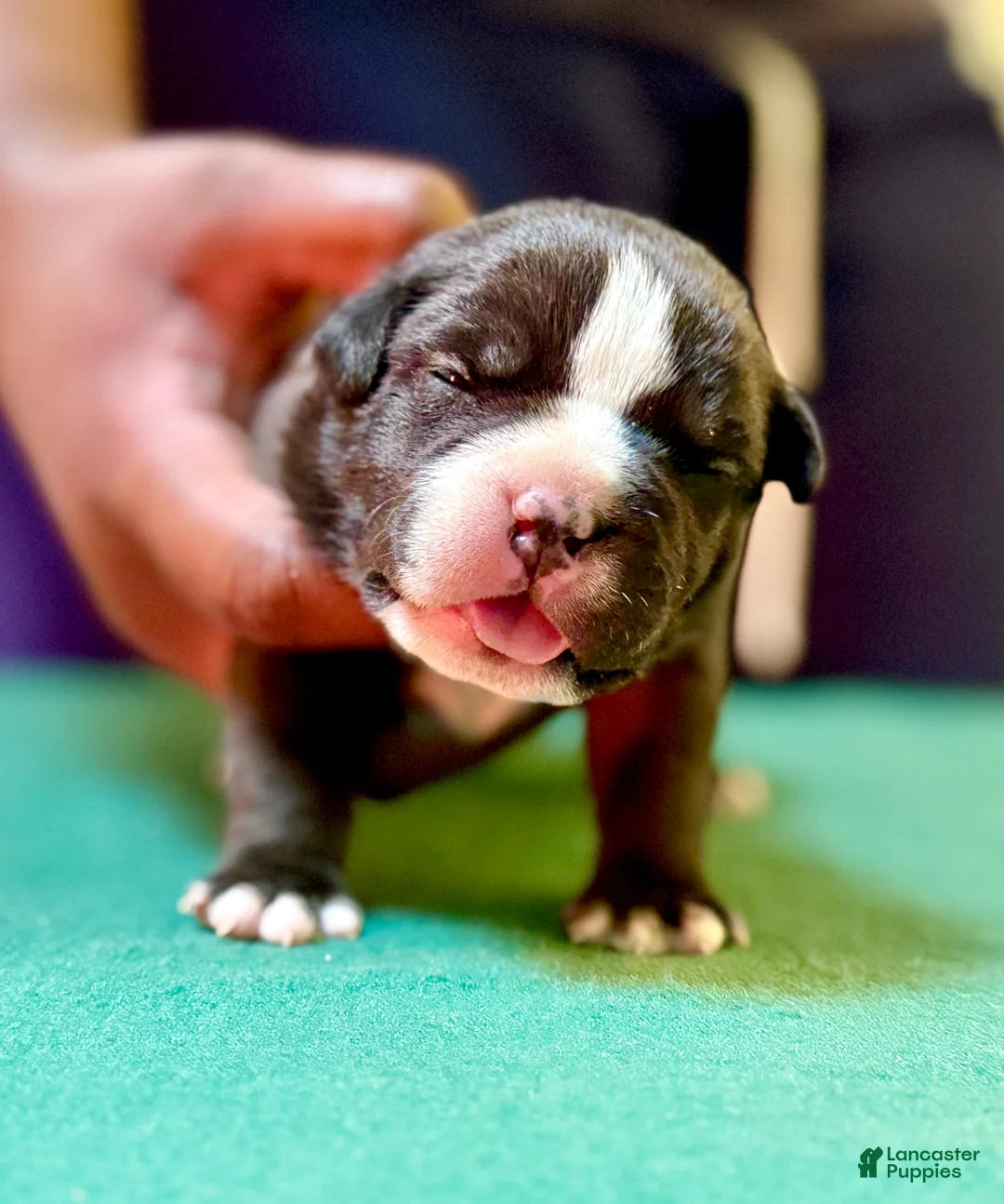 American Bully dogs for sale: American Bully Puppy 1 - Ad 11