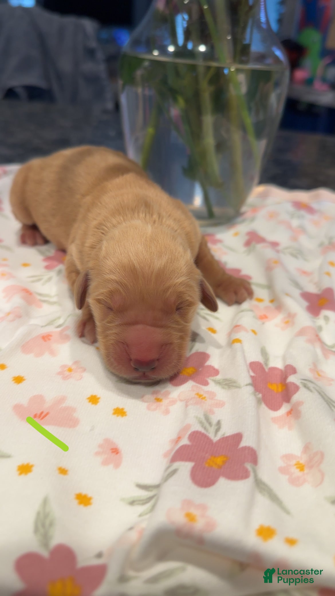 Golden Retriever dogs Green - Ad 14