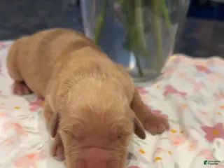 Golden Retriever dogs Green - Ad 35